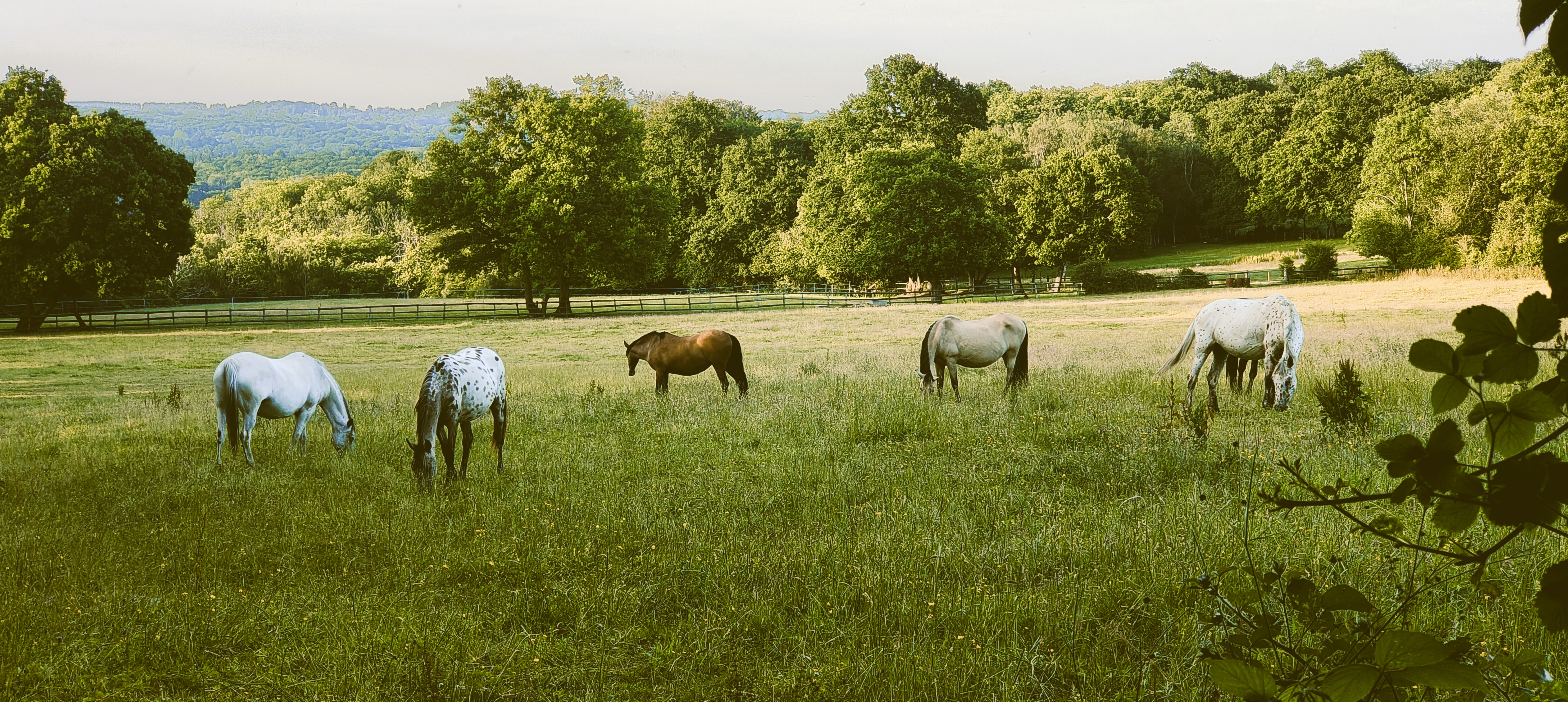 iFarrier Documentation - Horse Field Banner